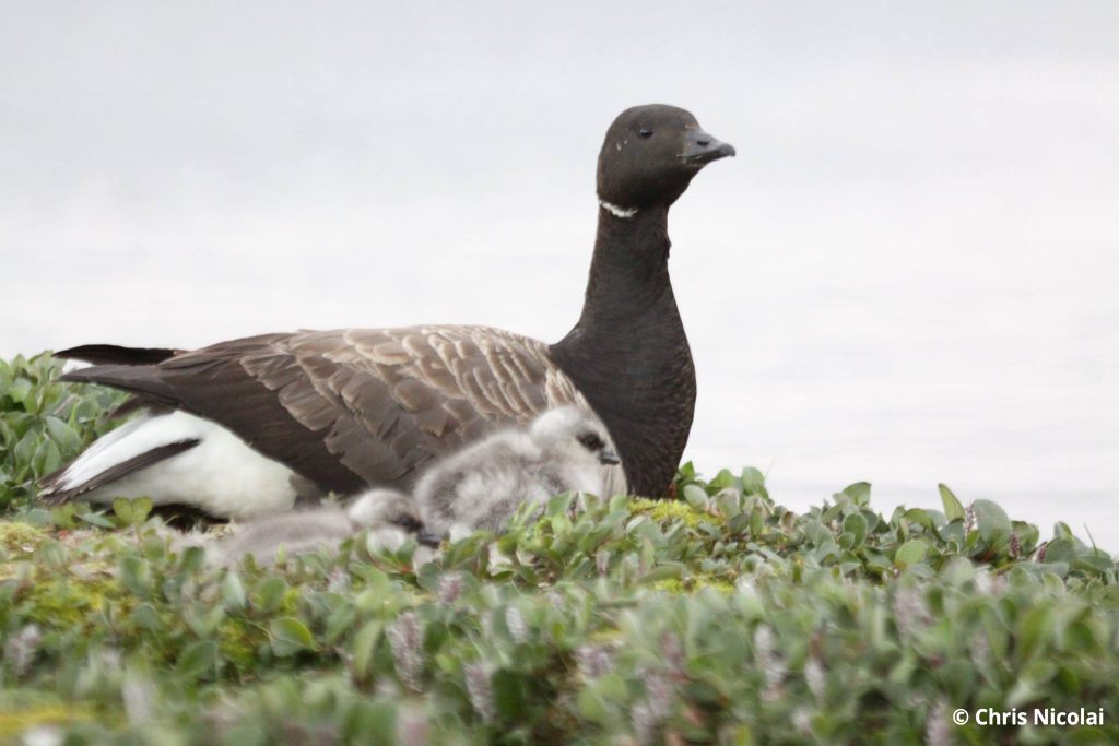 Atlantic Brant on Southampton Chris Nicolai