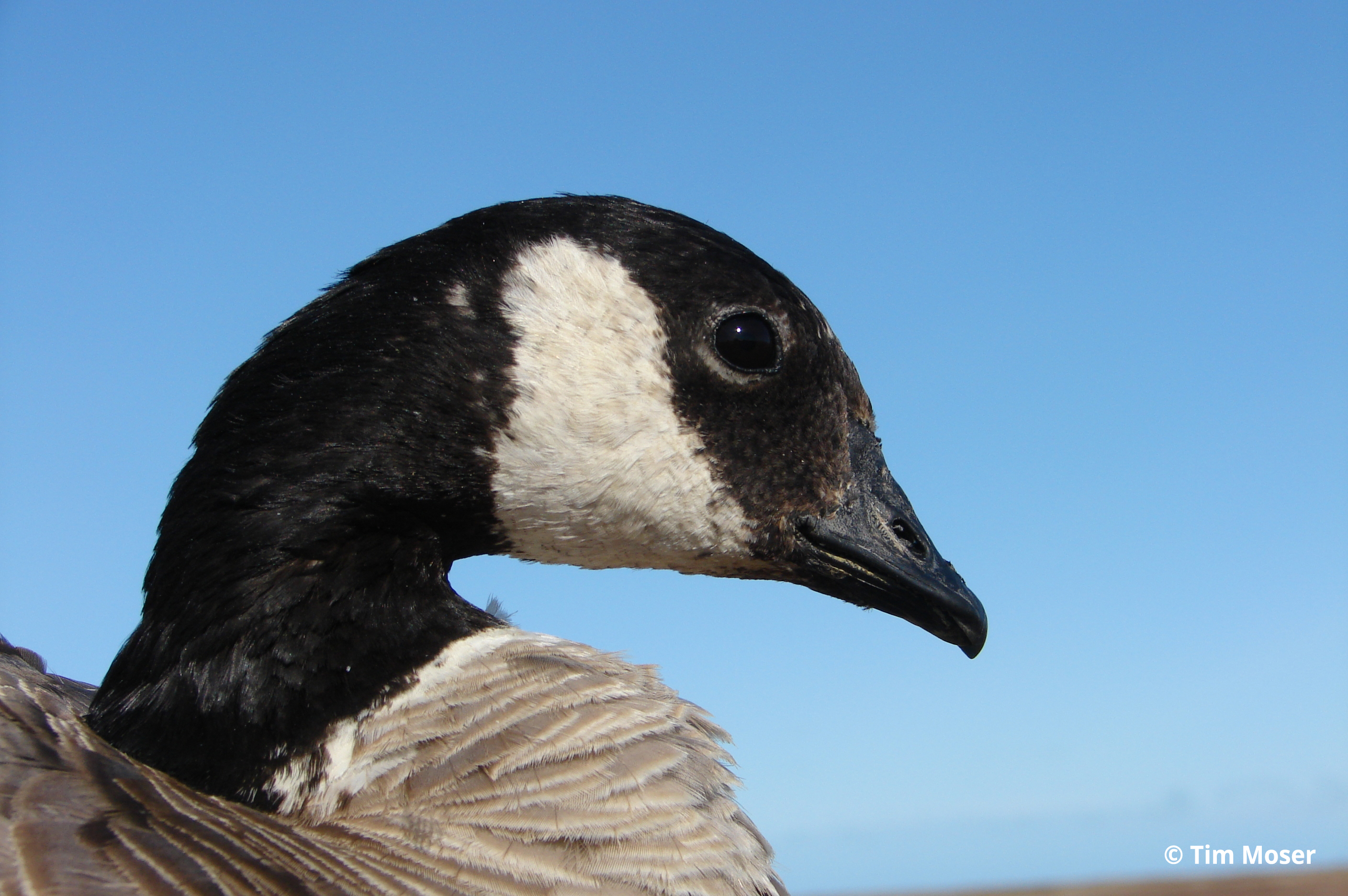 Cackling Goose head Tim Moser 2