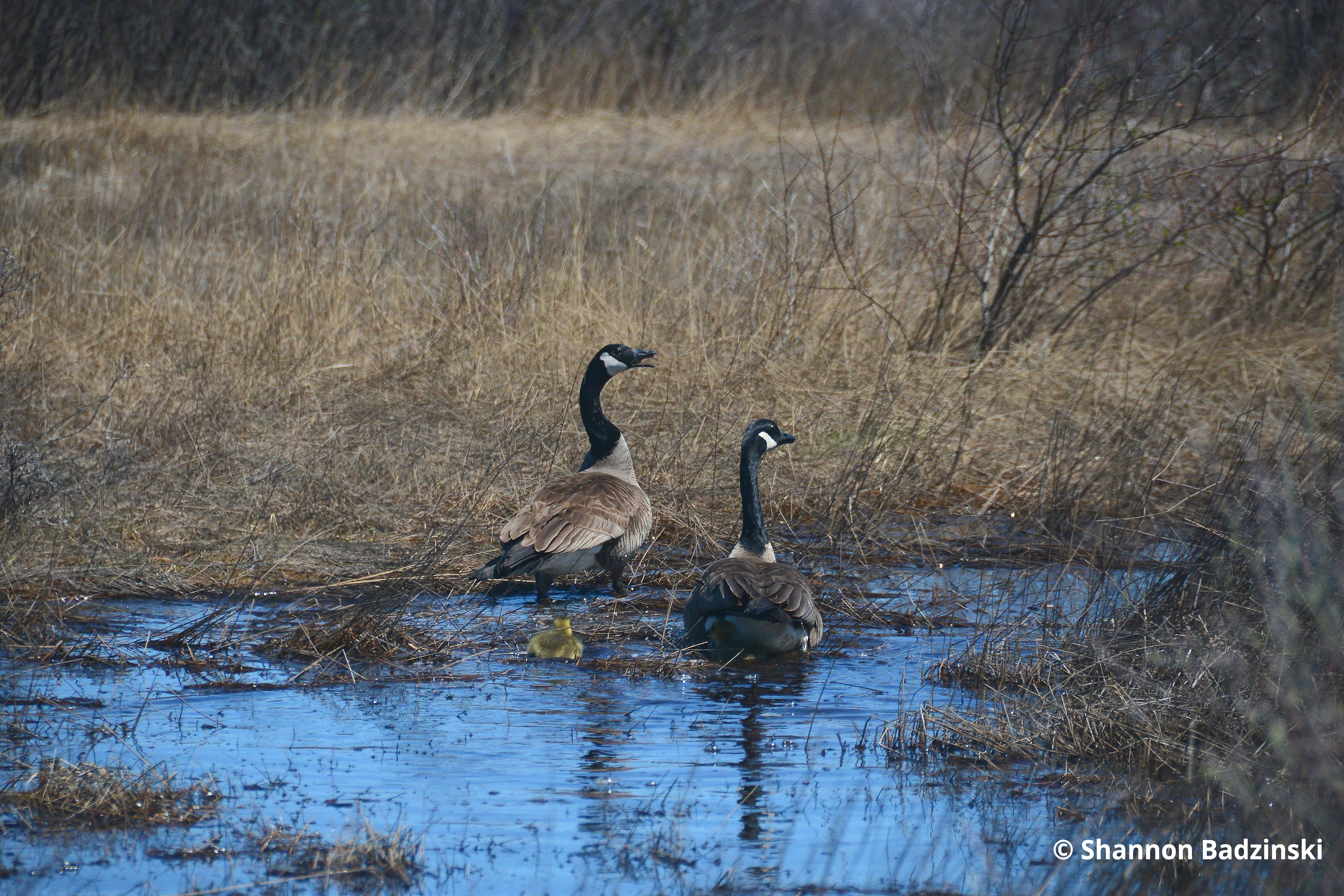 Canada geese Akimiski Island Shannon Badzinski