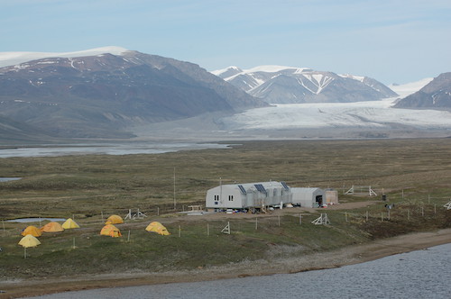 Greater Snow Goose Field Studies, Bylot Island 1988 to Present